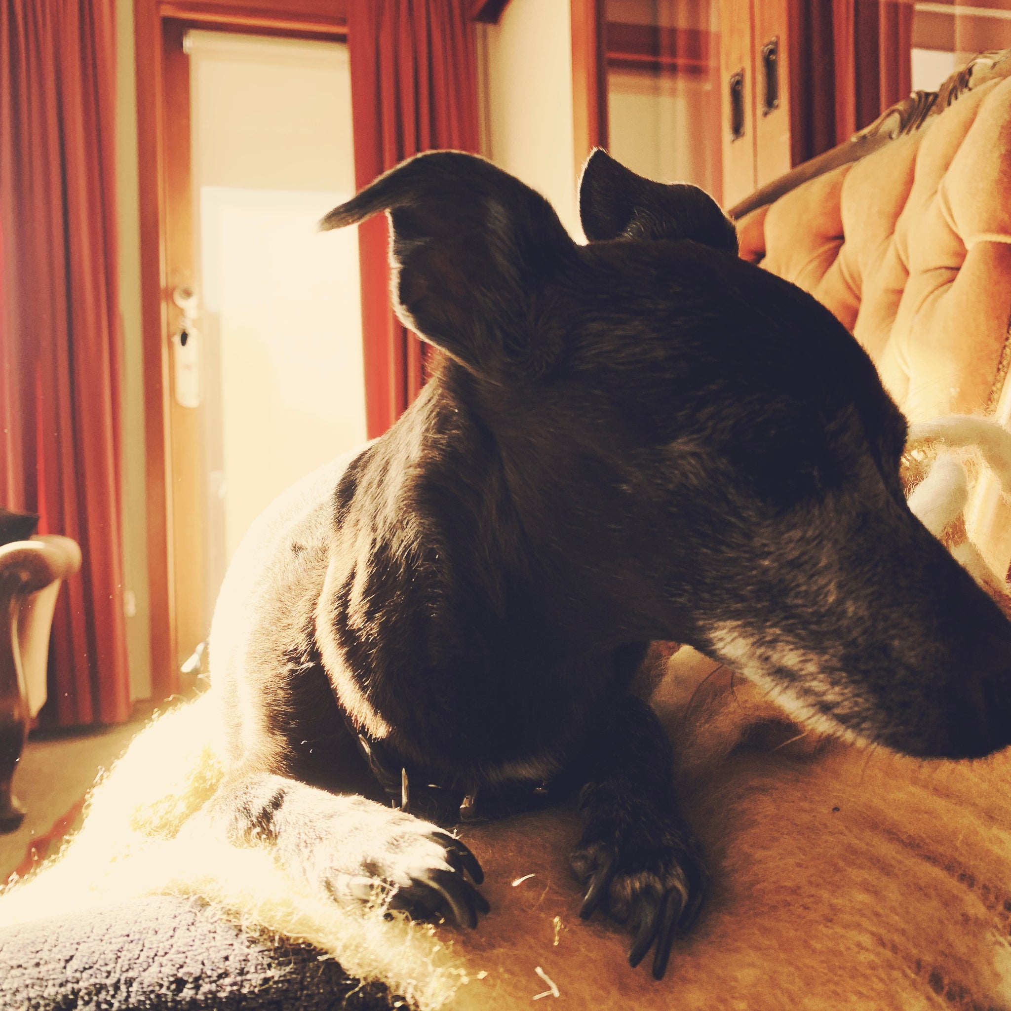 Introducing Tui (the real life Cleo).